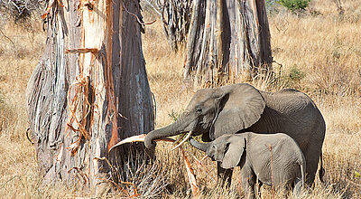 So wird's gemacht: Eine Elefantenmutter zeigt ihrem Kalb, wie man die Rinde des Baobab-Baums schält