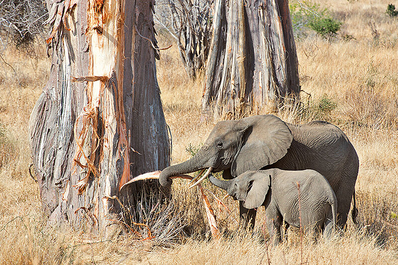 So wird's gemacht: Eine Elefantenmutter zeigt ihrem Kalb, wie man die Rinde des Baobab-Baums schält