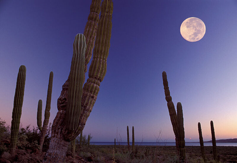 Kakteen prägen das Landschaftsbild der Halbinsel Baja California.
