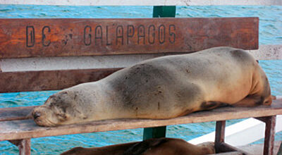 Ein Mensch - na und? Die Seelöwen lassen sich von Touristen nicht bei ihrer Lieblingsbeschäftigung stören.