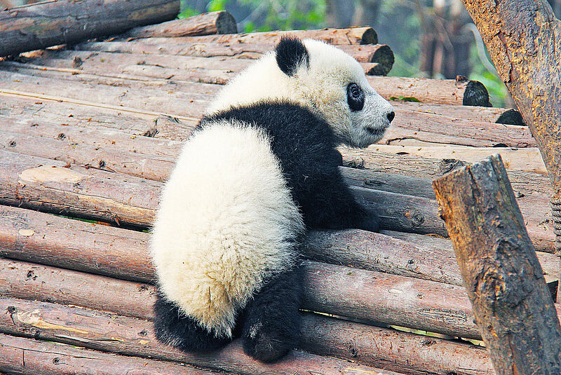 Auf vielen Reisen von China Tours geht es auch zu den Pandas in Chengdu