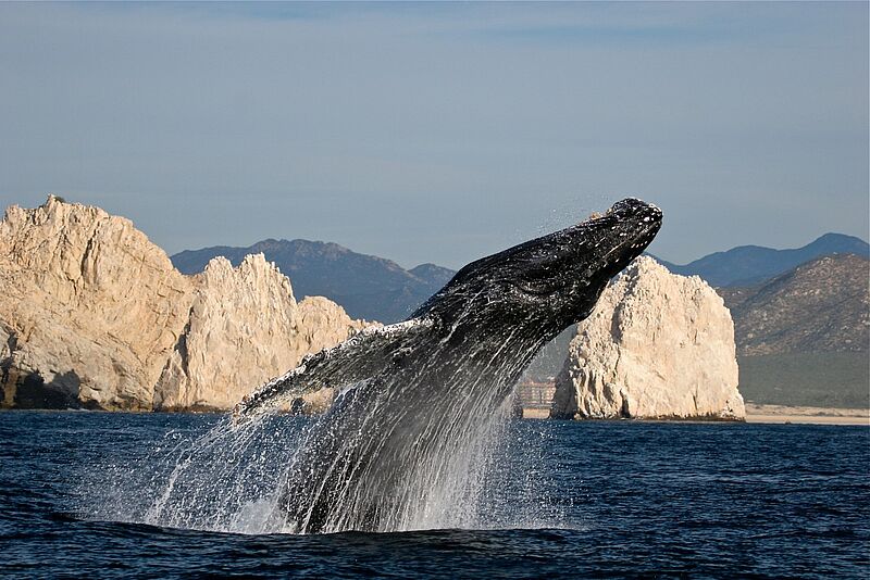 Zwischen November und April kommen Grau- und Buckelwale in der Gewässer rund um die Halbinsel Baja California. Foto: Visit Los Cabos