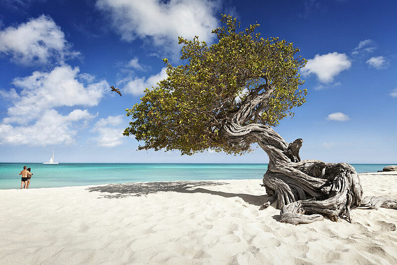 Reisen nach Aruba – im Bild der Divi-Baum – sind wieder möglich