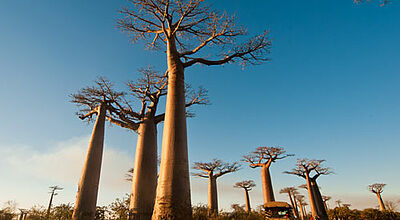 Naturschauspiel auf Madagaskar: riesige Baobabs