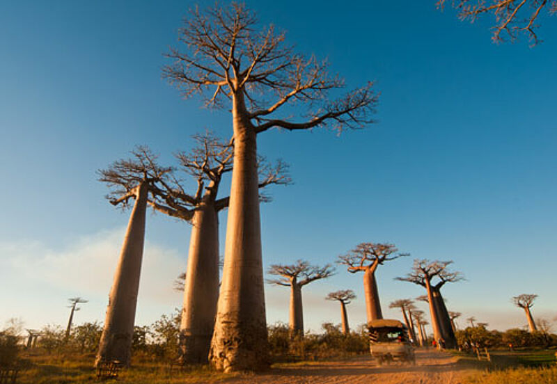 Naturschauspiel auf Madagaskar: riesige Baobabs