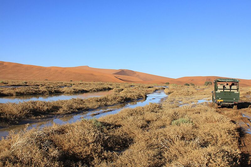 Fahrt mit einem grünen Geländewagen durch eine sumpfige Landschaft, im Hintergrund sind rötliche Sanddünen zu sehen