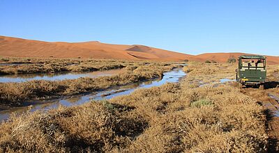 Fahrt mit einem grünen Geländewagen durch eine sumpfige Landschaft, im Hintergrund sind rötliche Sanddünen zu sehen