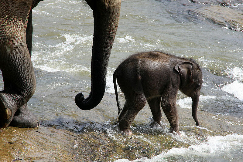 Elefanten gehören zu den Haupt-Attraktionen Sri Lankas. Besuche sind für geimpfte Reisende wieder möglich