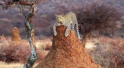 Bei „Namibia - auf den Spuren der Wüstenelefanten“ wird auch der Etoscha-Nationalpark besucht