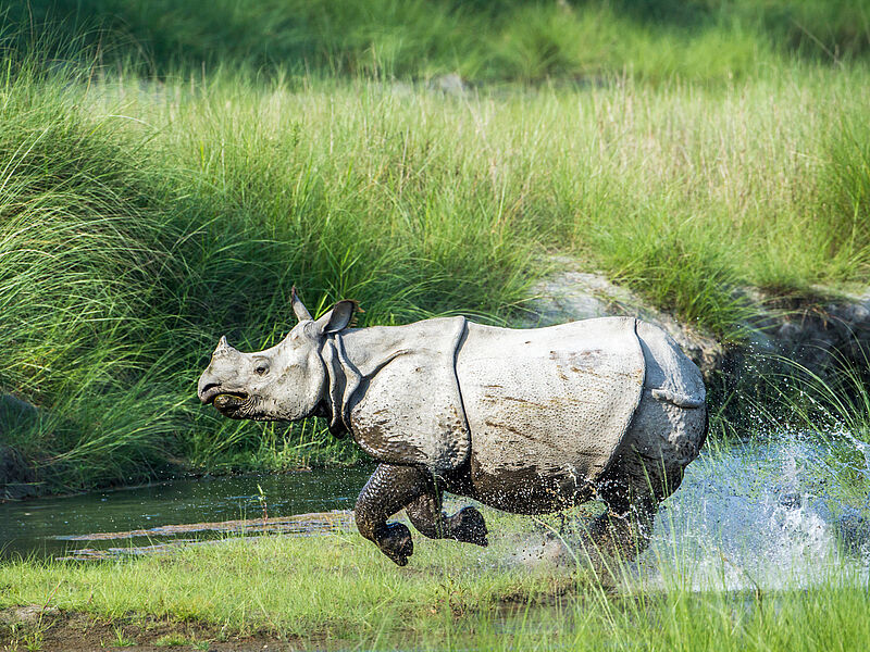 Eine der neuen Touren führt zu wilden Nashörnern in Nepal. Foto: Utopia_88/istockphoto