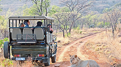 In Limpopo gibt es zahlreiche Game Reserves für Safari-Erlebnisse