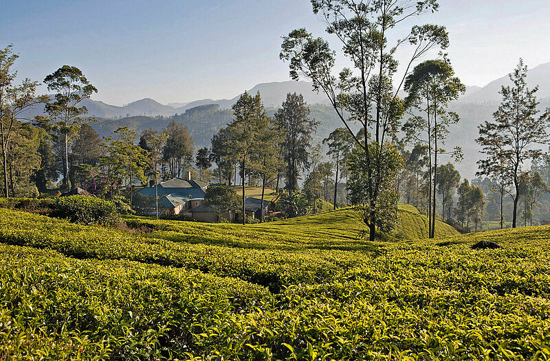 Im Rahmen von so genannten Bio-Sicherheitsblasen können deutsche Urlauber durch Sri Lanka reisen und Höhepunkte wie Teeplantagen besuchen