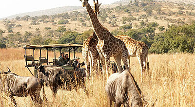 Beliebt bei deutschen Südafrika-Besuchern: Safaris durch die Nationalparks