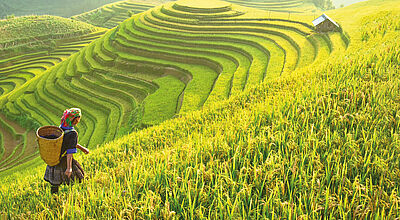 Reisfeld-Terrassen in Vietnam mit Bäuerin in traditioneller Kleidung während der Erntezeit in den Bergen.
