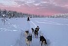 Alternative zum Motor: Per Husky durch die Weiten Lapplands