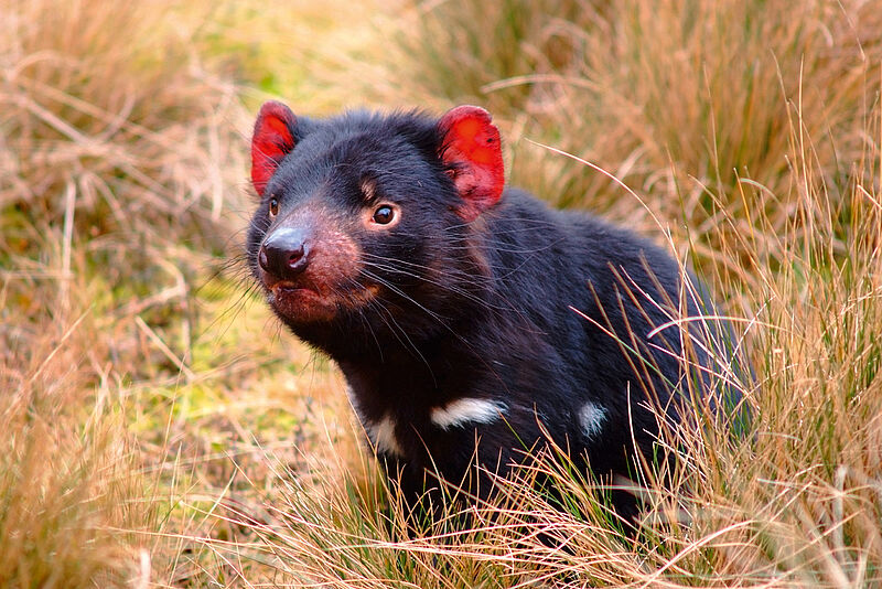 Ist der Tasmanische Teufel aufgeregt, färben sich seine Ohren rot