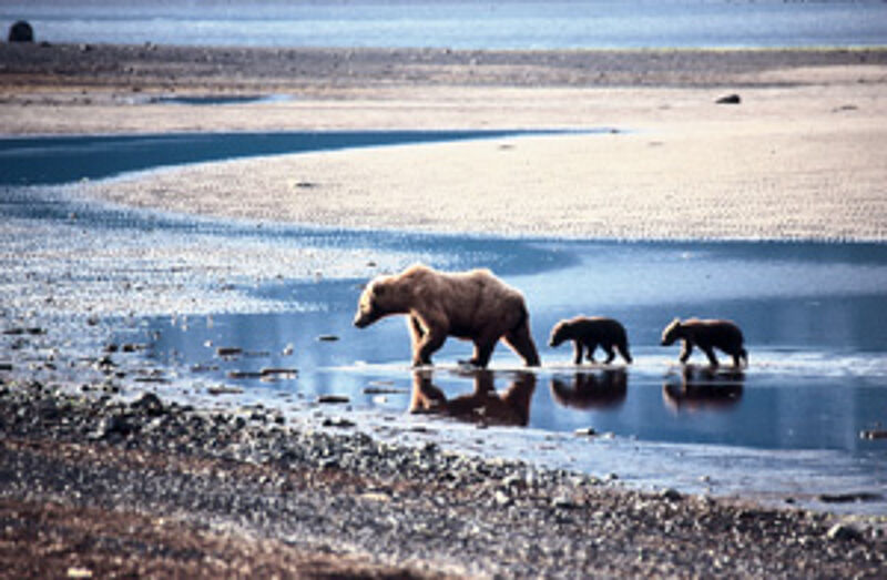 Bärenfamilien aus der Nähe beobachten? In Alaska ist das kein Problem.