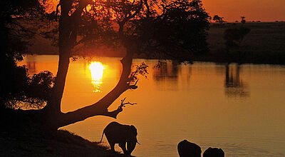Afrikanische Impression mit Dickhäutern im Sonnenuntergang