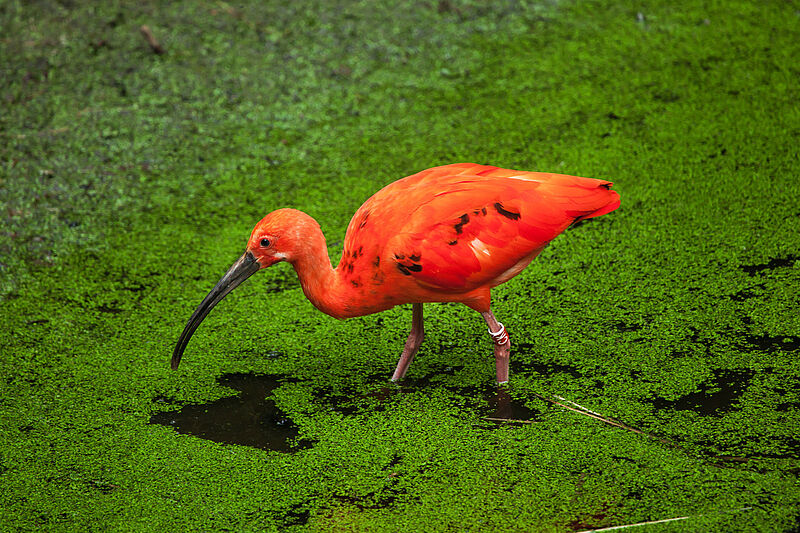 Der Rote Ibis lebt unter anderem in Guyana. Foto: wrangel/istockphoto