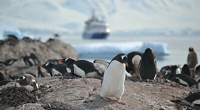 Die Begegnungen von Mensch und Tier in der Antarktis werden häufiger, aber nach wie vor reguliert