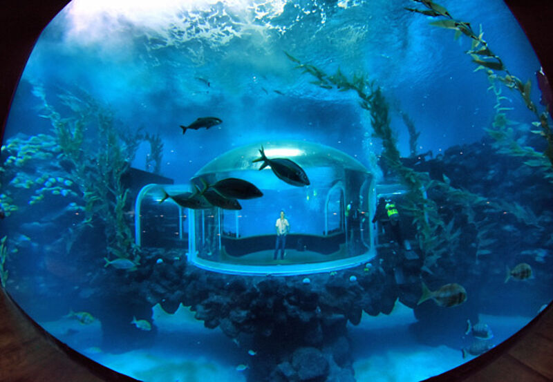 Im Aquarium Poema del Mar auf Gran Canaria befinden sich mehr als 300 Fischarten