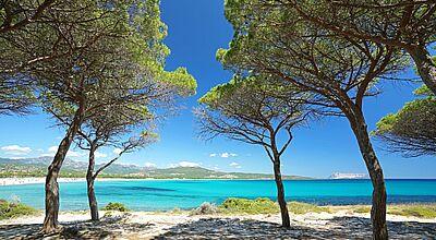 Von der Bucht von Budoni an der Ostküste Sardiniens aus erkunden die Teilnehmer die Insel Kiefernbäume spenden Schatten am Rand eines weißen Sandstrands, mit Blick auf ein türkisblaues Meer und eine hügelige Küstenlandschaft unter klarem, tiefblauem Himmel.