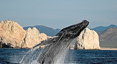 Um die Wale aus nächster Nähe zu sehen, werden auch Bootstouren angeboten