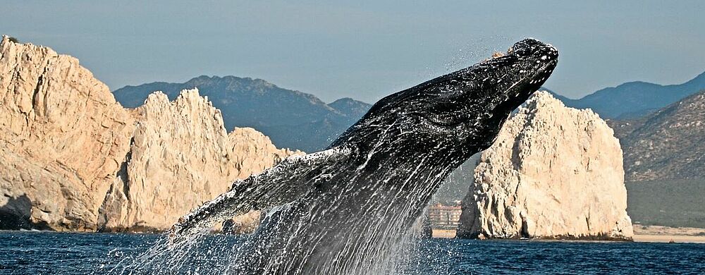 Um die Wale aus nächster Nähe zu sehen, werden auch Bootstouren angeboten