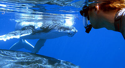 Das Schwimmen mit Buckelwalen ist mit Colibri vor Tonga möglich