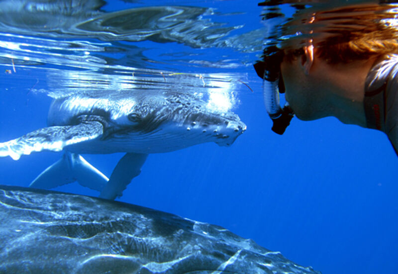 Das Schwimmen mit Buckelwalen ist mit Colibri vor Tonga möglich