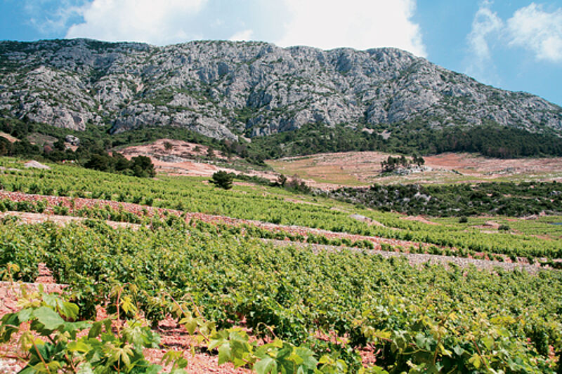 Auf der Halbinsel Peljesac hat der Weinbau eine lange Tradition.