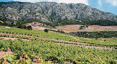Auf der Halbinsel Peljesac hat der Weinbau eine lange Tradition.