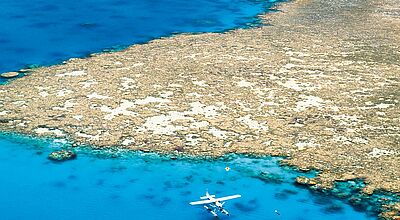 Mit 359 Steinkorallenarten ist das Great Barrier Reef weltweit die größte von Lebewesen geschaffene Struktur
