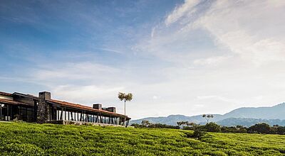 Das One & Only Nyungwe liegt auf einer Teeplantage in Ruanda Das One & Only Nyungwe liegt auf einer Teeplantage in Ruanda