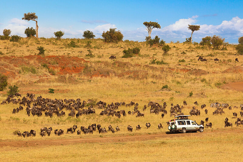 Zahlreiche Spezialveranstalter bieten wieder Afrika-Reisen beispielsweise in die Masai Mara nach Kenia an