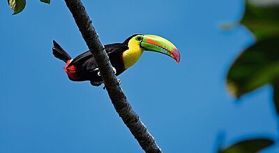 Ein farbenprächtiger Tukan sitzt seitlich auf einem schrägen Ast vor strahlend blauem Himmel. Sein Schnabel ist groß und leuchtend bunt – grün, gelb, orange und rot. Das Gefieder des Vogels ist überwiegend schwarz, mit einem gelben Hals und roten Akzenten am Schwanz. Einige grüne Blätter ragen vom Bildrand ins Bild. 