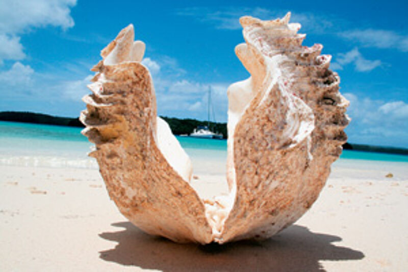 Riesenmuschel, kleines Eiland: Nuku ist eine von 176 tonganischen Inseln.