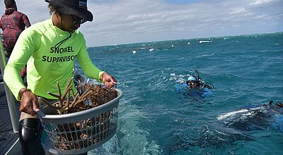 Besucher können am Great Barrier Reef aktiv am Korallenschutz mitwirken Eine Person mit einem neonfarbenen Shirt mit der Aufschrift „Snorkel Supervisor“ steht auf einem Boot und hält einen Korb mit Korallenfragmenten. Im Hintergrund sind Taucher im türkisblauen Meer zu sehen, die bei sonnigem Wetter im Wasser schwimmen.