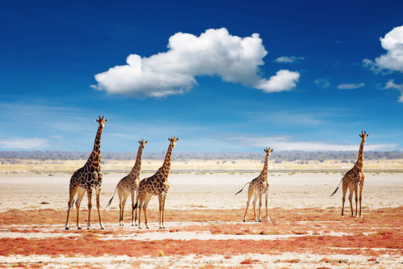 Giraffen in den Weiten des Etosha-Parks