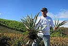 Alte Ananaspflanze raus, Strunk entfernen und neu einsetzen: Daraus wächst dann wieder eine Ananas