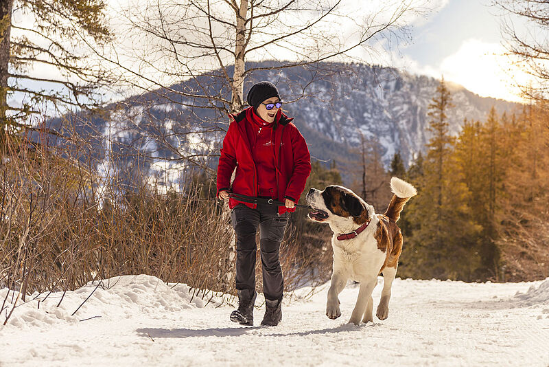 Im Wallis kann man mit Barry und weiteren Bernhardinern wandern