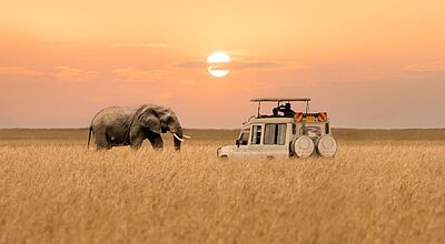 Afrikanischer Elefant neben Safarifahrzeug in hohem Grasland bei dramatischem Sonnenuntergang mit orangefarbenem Himmel.