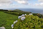 Hortensien sind auf den Azoren allgegenwärtig. Dieses Jahr haben sie sogar noch im Oktober geblüht.