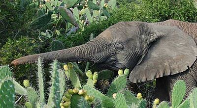 Kaktus-Frucht als Bonus: Elefant in einem Game Reserve in Südafrika