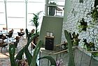 Grüne Oase: die Eden-Lounge mit vielen Grünpflanzen, Bar, …