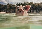 Eines der schwimmenden Schweine auf Big Major Cay Foto: Jonathan Steinhoff/Canusa