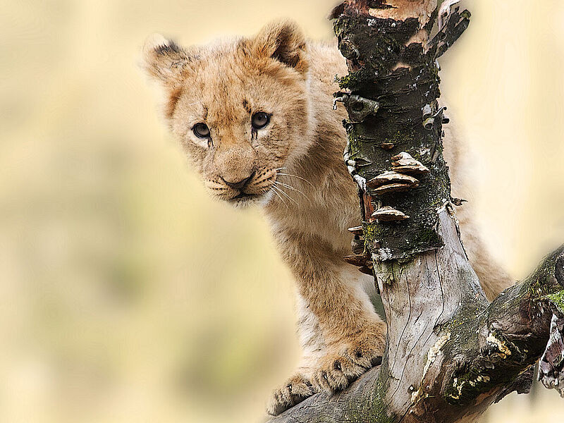 Teilnehmer der SAS-Roadshow können sich für den Famtrip nach Johannesburg qualifizieren. Foto: Sponchia/pixabay Teilnehmer der SAS-Roadshow können sich für den Famtrip nach Johannesburg qualifizieren. Foto: Sponchia/pixabay