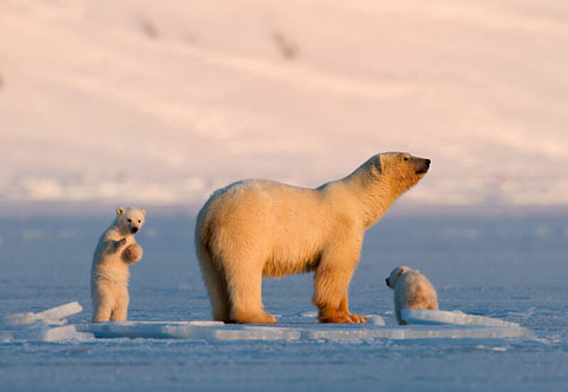Auf Spitzbergen gibt es mehr Eisbären als Einwohner – und am 20. März eine totale Sonnenfinsternis