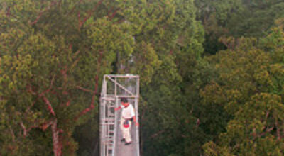 Spektakulärer Ausblick: Der Canopy Walkway führt 50 Meter hoch in die Baumkronen des Regenwaldes.