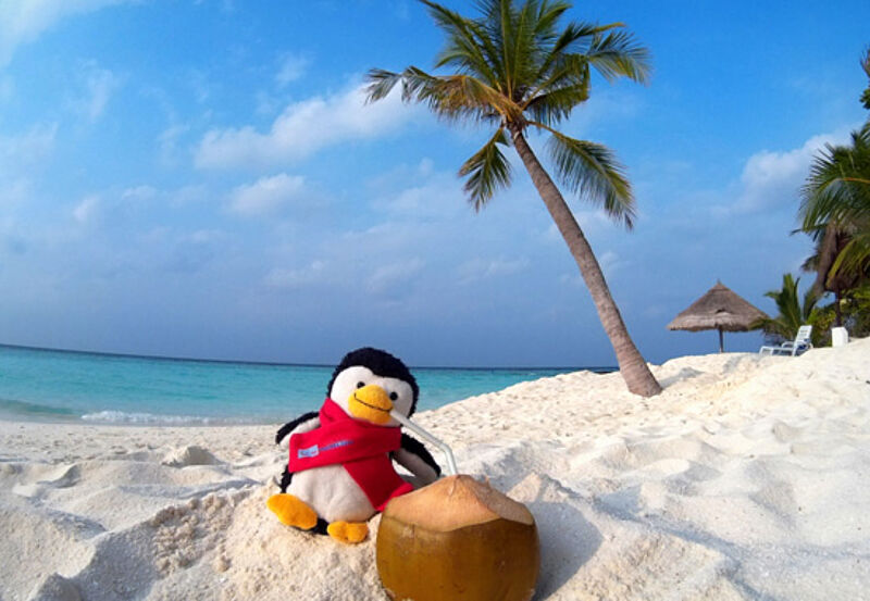 Unter den drei erstplatzierten Einsendungen: Pinguin Louis auf den Malediven